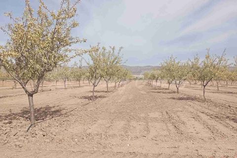 Finca i Yecla, Murcia, Yecla - € 350.000 | Ref: SF0507 - foto 4